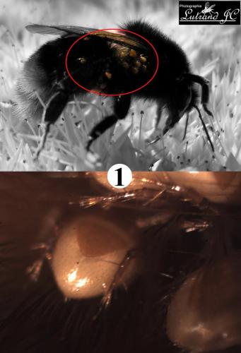 Parasitellus fucorum